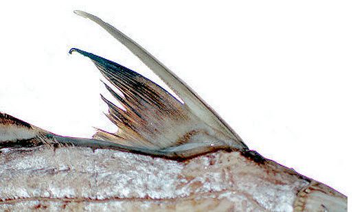 Chimaera monstrosa_0022.jpg